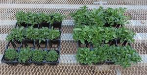 L. Surfinia seedlings grown with conventional peat moss R. Surfinia seedlings grown with Teamoss